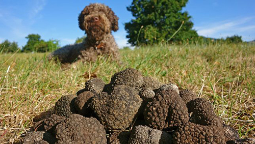 Truffle hunting in Tuscany